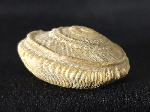 Obornella plicopunctata (DESLONGCHAMPS 1849) - Bild © FossNet FossilienStore